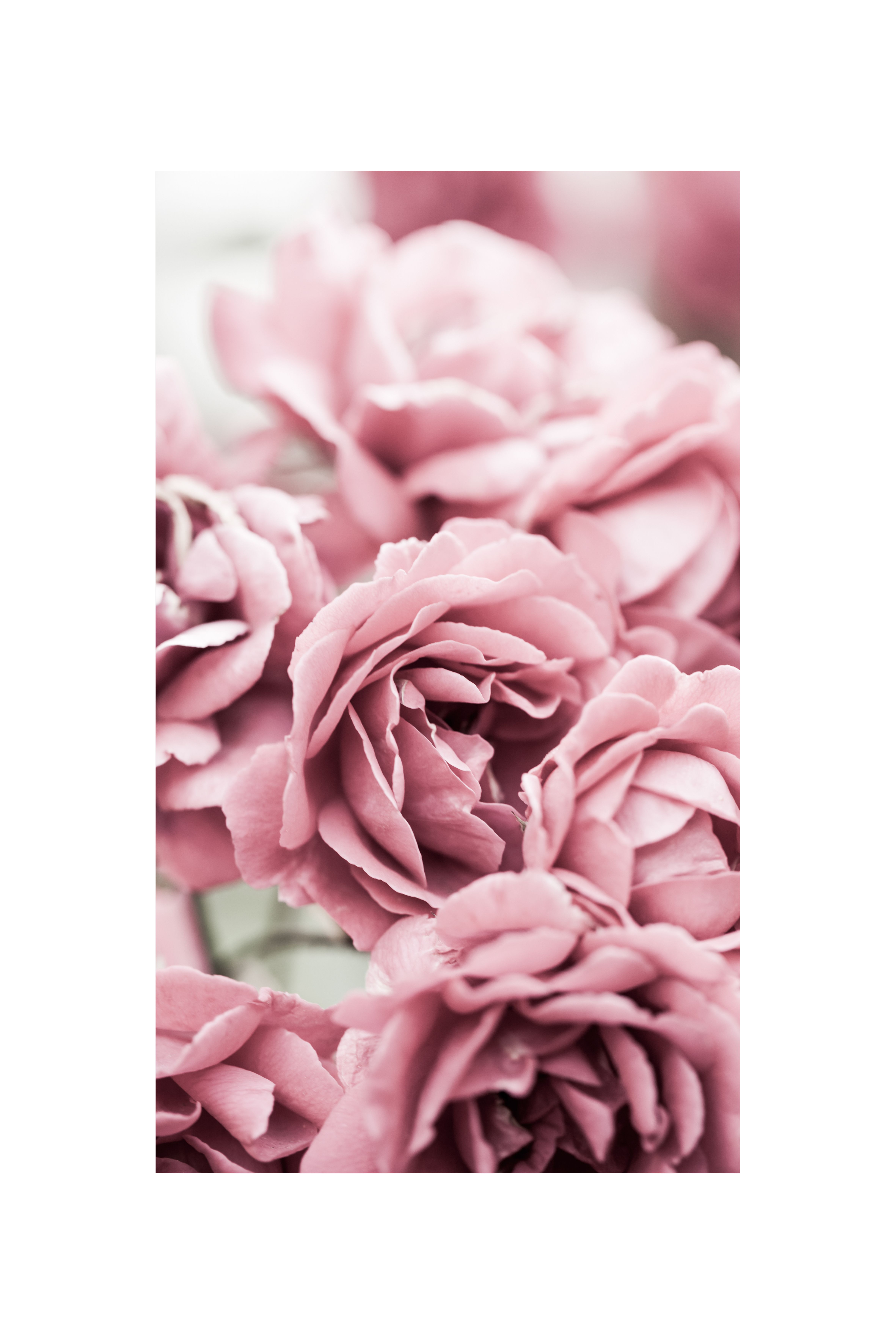 Постер "Пепельно-сиреневые розы" Черный, Белый, Дерево A4 [21×30] , A3 [30x40], A2 [40x60], A1 [60x80]