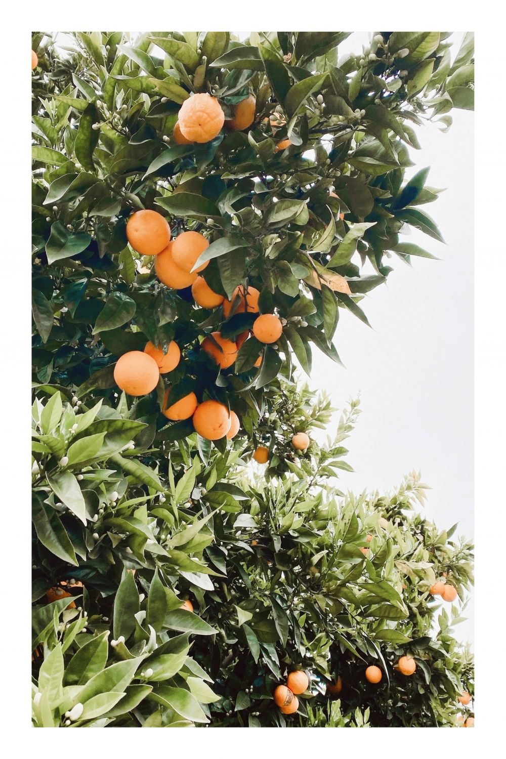 Постер "Апельсиновое дерево" Черный, Белый, Дерево A4 [21×30] , A3 [30x40], A2 [40x60]