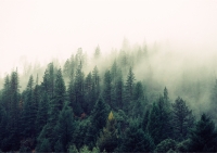 Постер "Лес в тумане" Черный, Белый, Дерево A4 [21×30] 