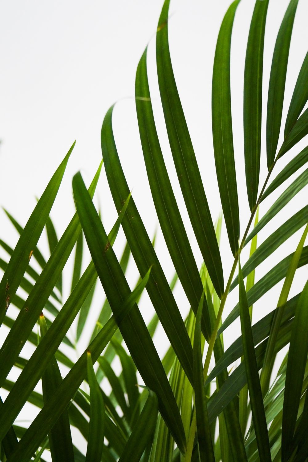 Постер "Пальмовый лист 01" Черный, Белый, Дерево A4 [21×30] , A3 [30x40], A2 [40x60], A1 [60x80]