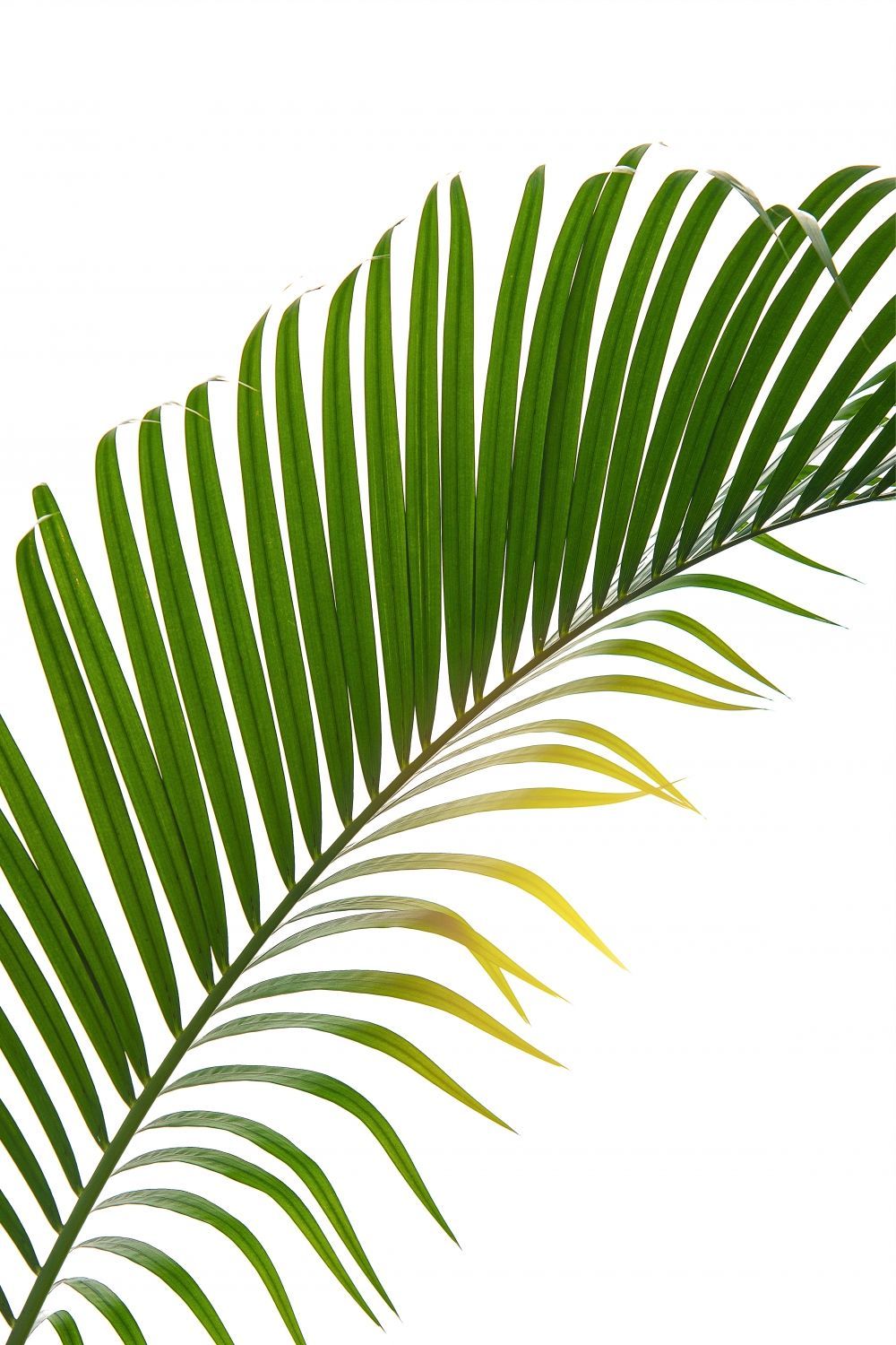 Постер "Пальмовый лист 04" Черный, Белый, Дерево A4 [21×30] , A3 [30x40], A2 [40x60], A1 [60x80]