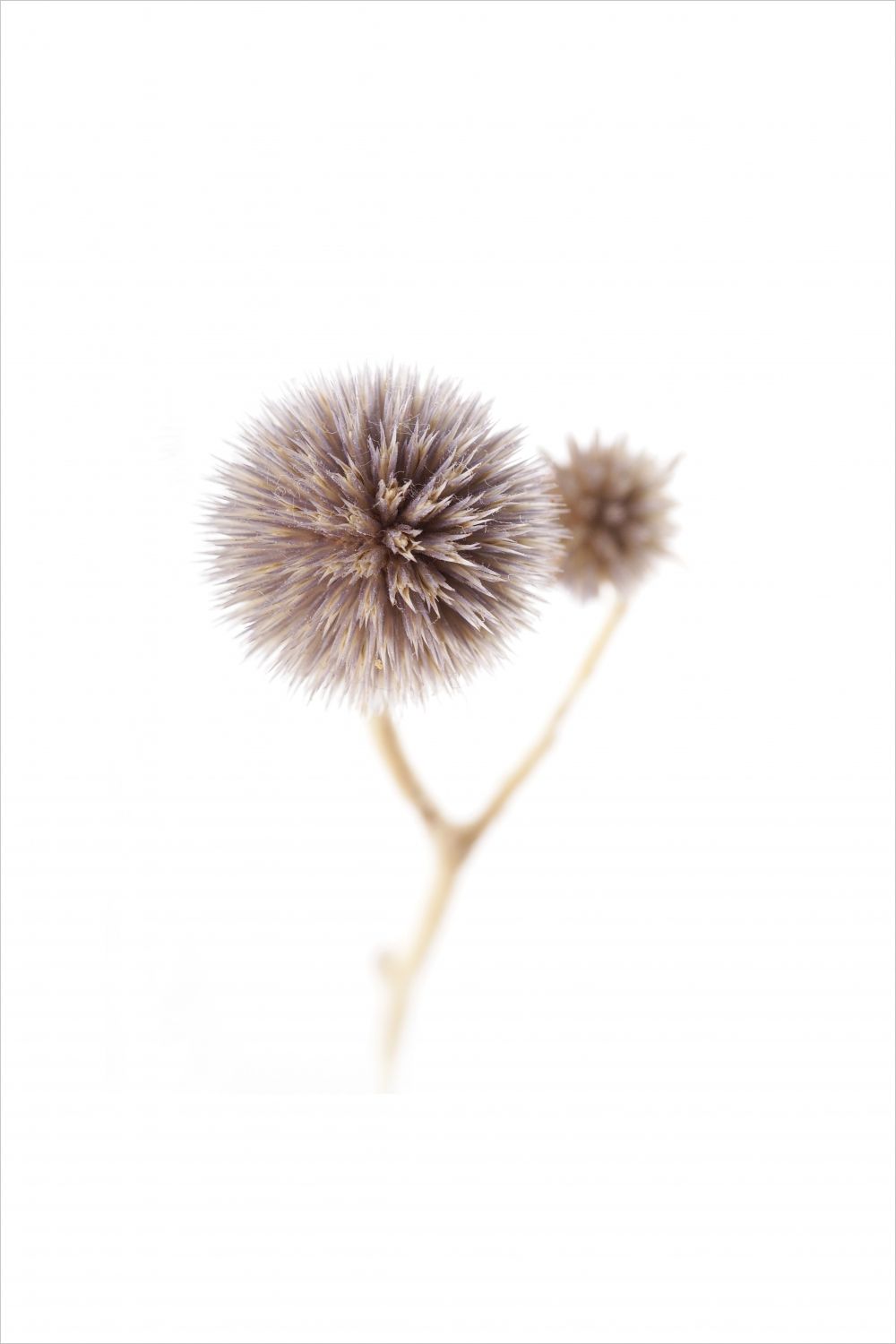 Постер "Колючий цветок" Черный, Белый, Дерево A4 [21×30] , A3 [30x40], A2 [40x60], A1 [60x80]