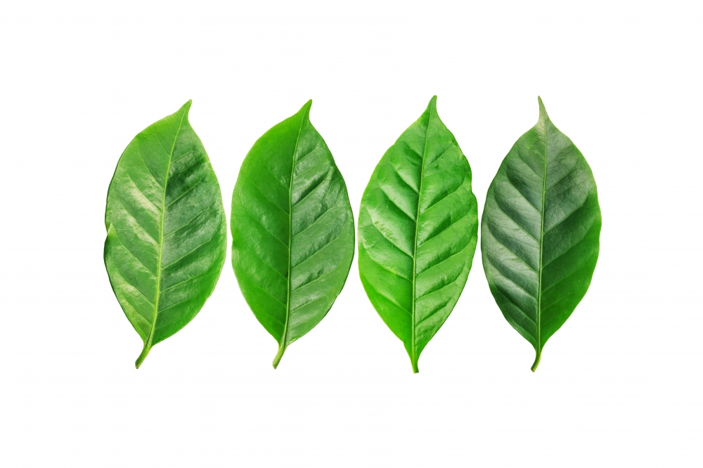 Постер "4 leaves" Черный, Белый, Дерево A4 [21×30] , A3 [30x40], A2 [40x60]
