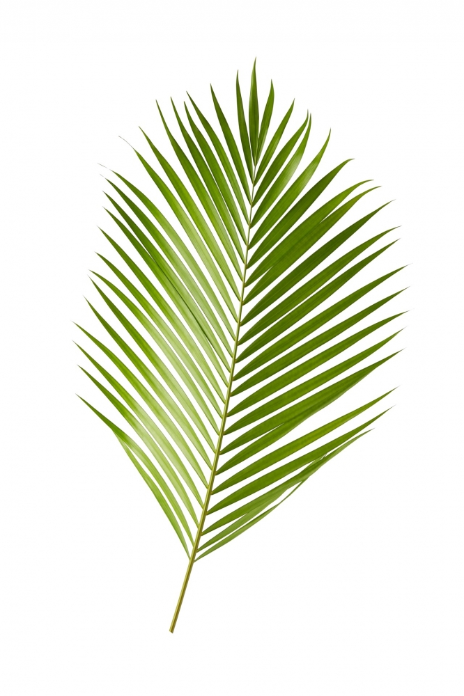 Постер "Молодой пальмовый лист" Черный, Белый, Дерево A4 [21×30] , A3 [30x40], A2 [40x60]