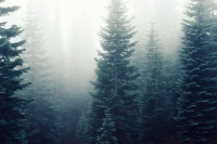 Постер "Туман" Черный, Белый, Дерево A4 [21×30] , A3 [30x40]