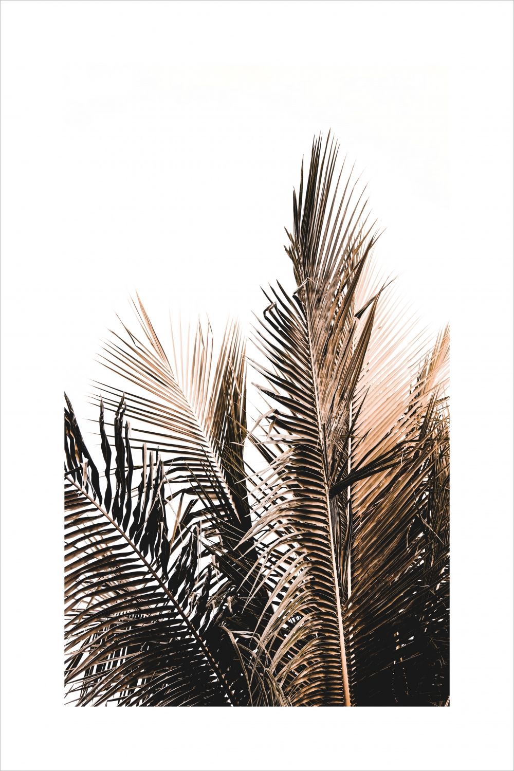 Постер "Пальмовая ветвь" Черный, Белый, Дерево A4 [21×30] , A3 [30x40], A2 [40x60]