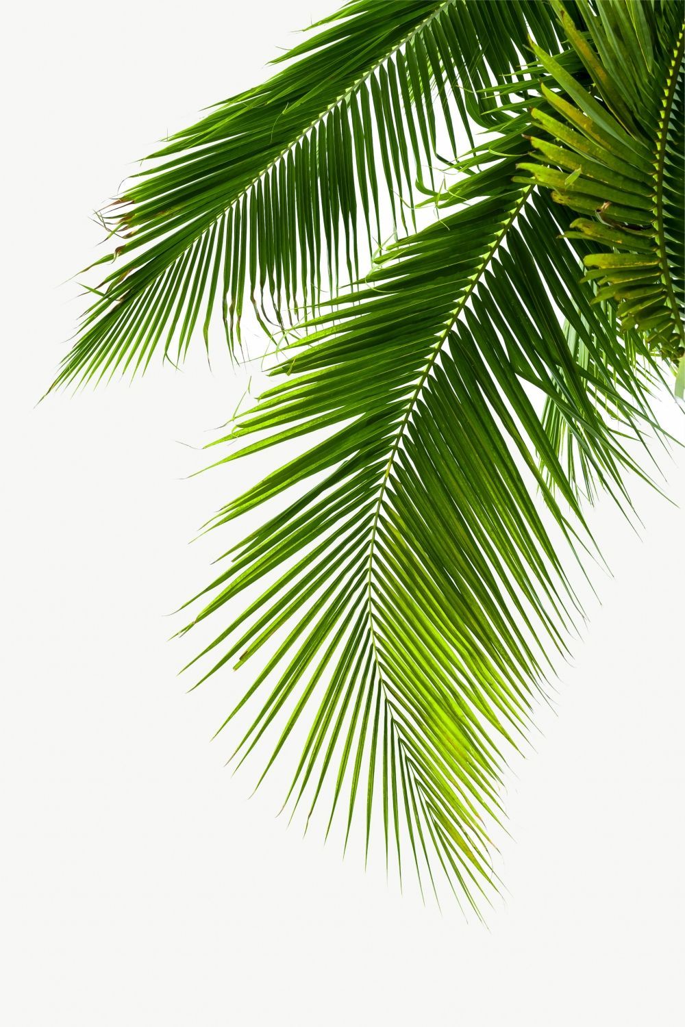 Постер "Пальмовый лист 09" Черный, Белый, Дерево A4 [21×30] , A3 [30x40], A2 [40x60], A1 [60x80]