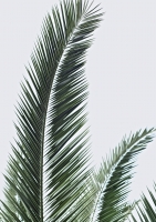 Постер "Пальмовые листья" Черный, Белый, Дерево A4 [21×30] , A3 [30x40], A2 [40x60], A1 [60x80]