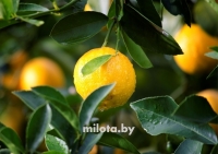 Постер "Лимон" Черный, Белый, Дерево A4 [21×30] , A3 [30x40], A2 [40x60], A1 [60x80]