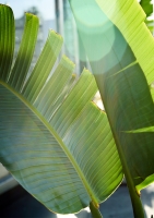 Постер "Банановые листья" Черный, Белый, Дерево A4 [21×30] , A3 [30x40], A2 [40x60], A1 [60x80]