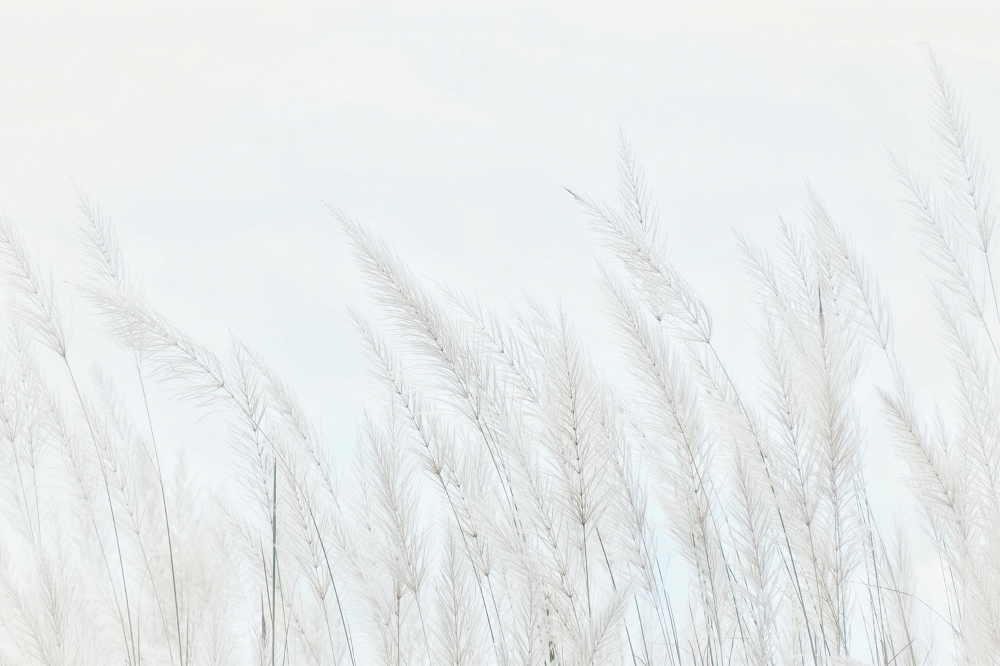 Постер "Winter Grass" Черный, Белый, Дерево A4 [21×30] , A3 [30x40], A2 [40x60]