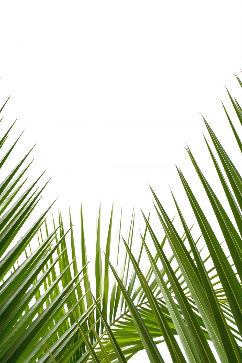Постер "Пальмовый лист 06" Черный, Белый, Дерево A4 [21×30] , A3 [30x40], A2 [40x60], A1 [60x80]