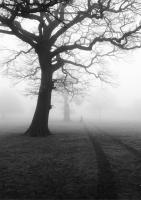 Постер "Дерево в тумане"