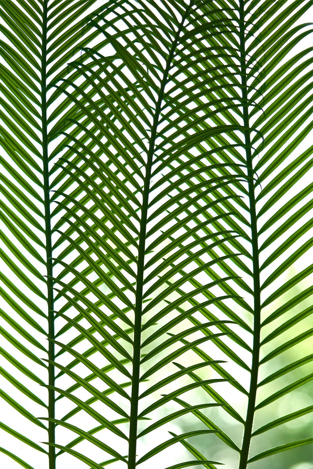 Постер "Пальмовый лист 05" Черный, Белый, Дерево A4 [21×30] , A3 [30x40], A2 [40x60], A1 [60x80]
