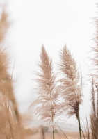 Постер "Пампасная трава" Черный, Белый, Дерево A4 [21×30] , A3 [30x40], A2 [40x60], A1 [60x80]