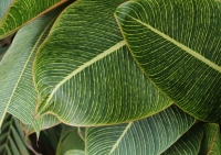 Постер "Тропические листья" Черный, Белый, Дерево A4 [21×30] , A3 [30x40], A2 [40x60], A1 [60x80]