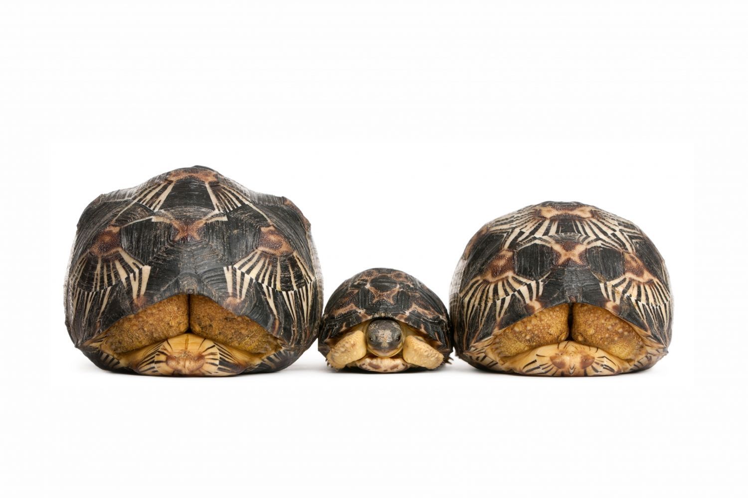 Постер "Три черепахи" от Интернет магазина Милота