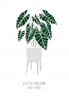 Постер "Alocasia"