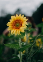 Постер "Sunflower" Черный, Белый, Дерево A4 [21×30] , A3 [30x40], A2 [40x60], A1 [60x80]