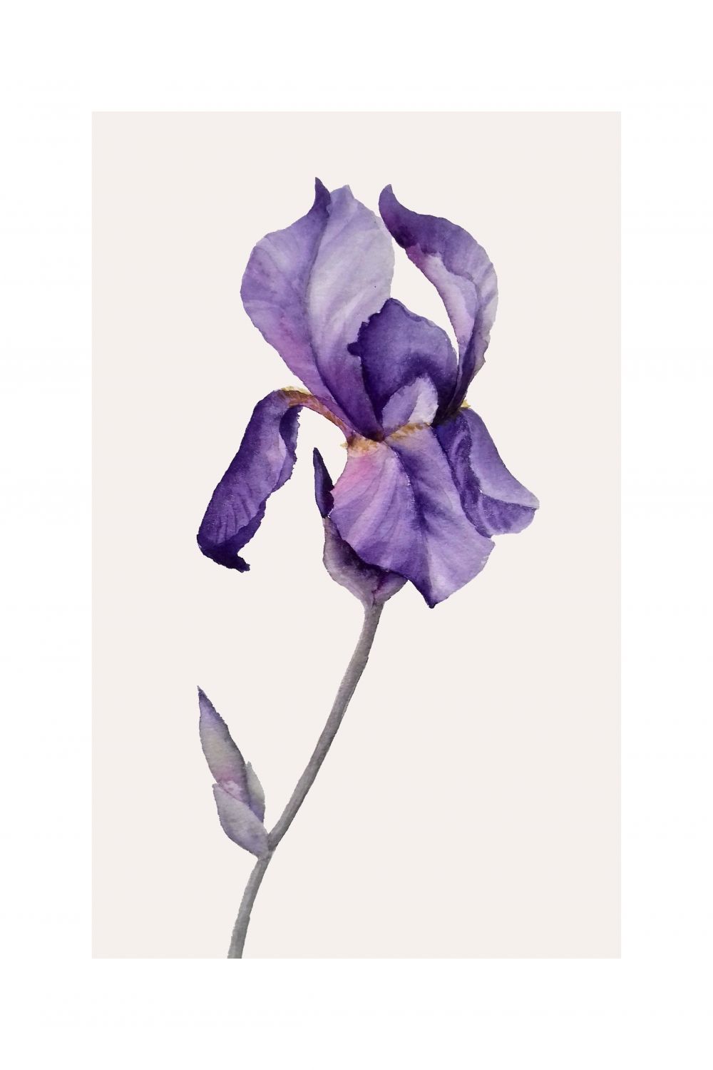 Постер "Фиолетовый ирис" от Интернет магазина Милота