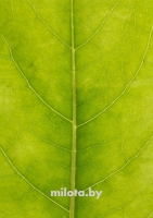 Постер "Зеленая карта" Черный, Белый, Дерево A4 [21×30] , A3 [30x40], A2 [40x60], A1 [60x80]