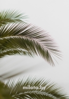 Постер "Листья пальмы" Черный, Белый, Дерево A4 [21×30] , A3 [30x40], A2 [40x60], A1 [60x80]