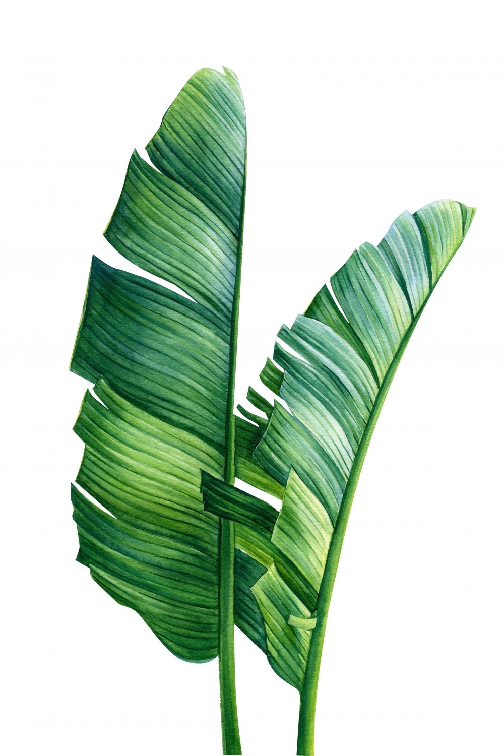 Постер "Акварельные банановые листья" от Интернет магазина Милота