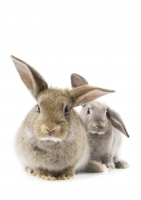 Постер "Кролики" от Интернет магазина Милота