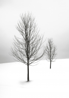 Постер "Winter tree" Черный, Белый, Дерево A4 [21×30] , A3 [30x40], A2 [40x60], A1 [60x80]