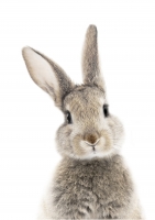 Постер "Rabbit" от Интернет магазина Милота