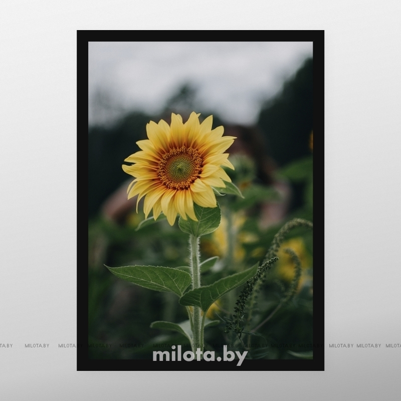 Постер &quot;Sunflower
&quot; A3 с рамкой черный