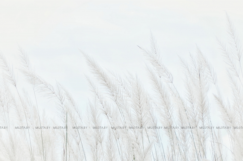 Постер &quot;Winter Grass&quot; A4 без рамки