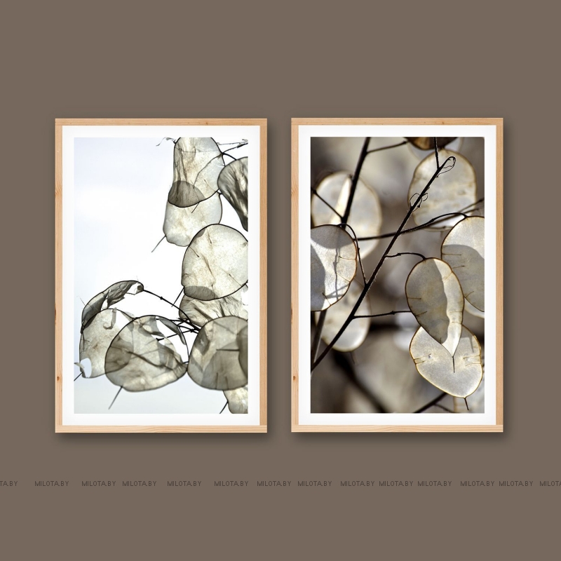 Набор постеров "Лунария"