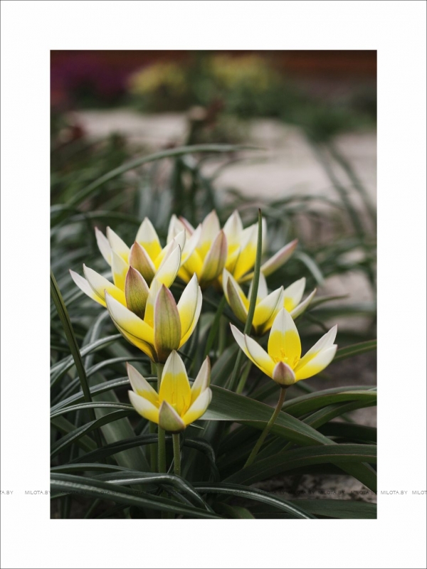 Набор постеров "Лунная рапсодия"