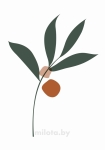 Постер "Olive leaf
" A4 без рамки