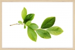 Постер "Cherry branch" A2 с рамкой дерево