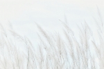 Постер "Winter Grass" A4 без рамки